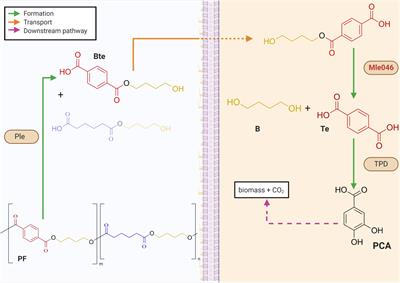 Mle046 Is a Marine Mesophilic MHETase-Like Enzyme